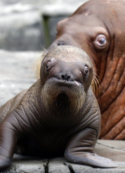 Prvo mladunče morža koje se ikada rodilo u Njemačkoj u  zoološkom vrtu “Hagenbek”