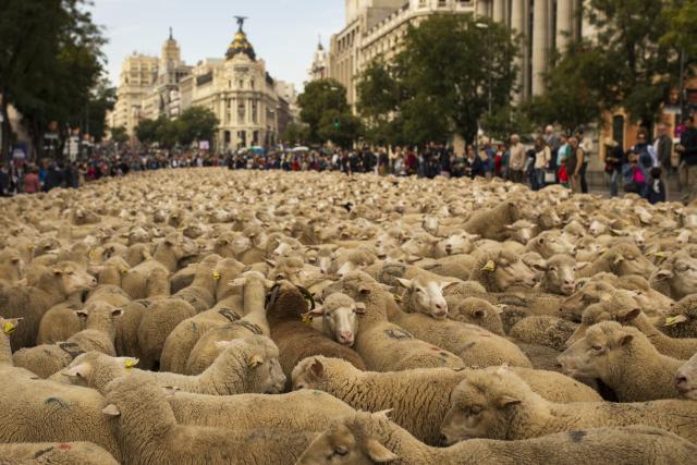 2000 ovaca na ulicama Madrida izraz su protesta španskih pastira protiv ugoržavanja pašnjaka urbanim širenjem i modernom praksom u poljoprivredi