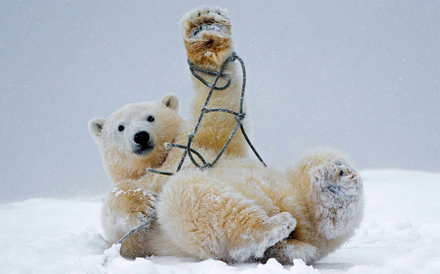 Polarni medvjed na Aljasci