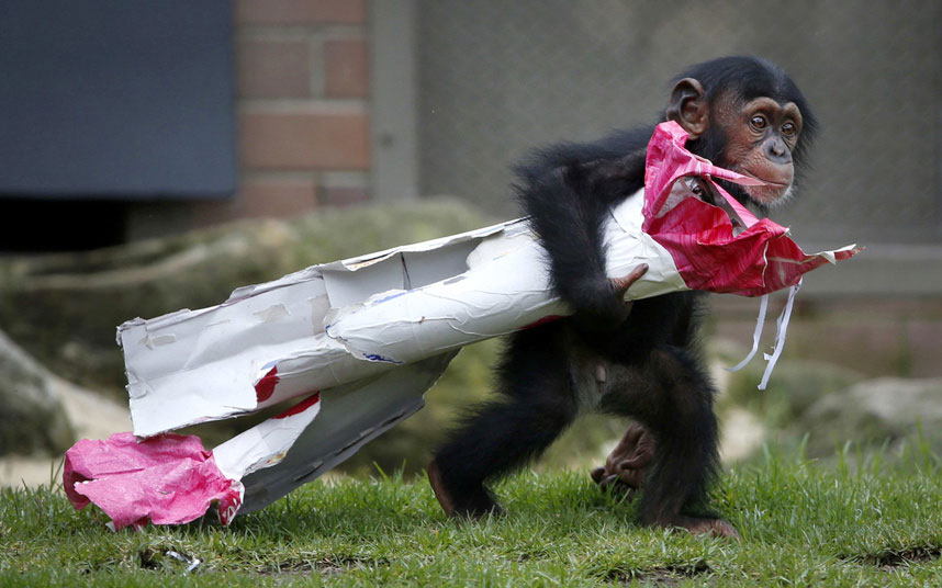 Trinaestomjesečna šimpanza Fumo, što na svahili jeziku znači "šef", dijeli božićne poklone  u zoološkom vrtu u Sidneju.