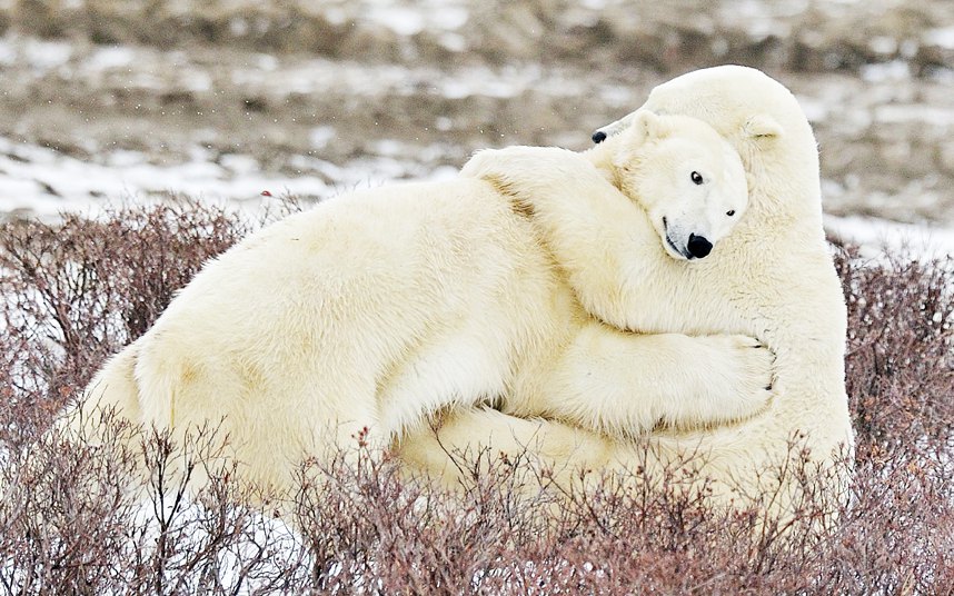 Zagrljaj polarnih medvjeda u Kanadi