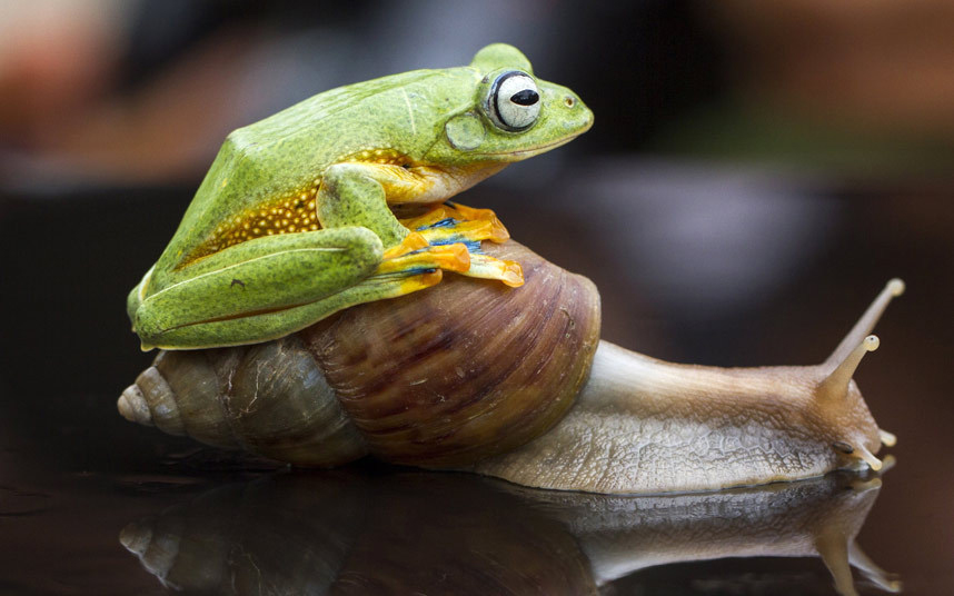 Neobičan prizor, žaba koja koristi puža za prevoz. (foto:  Hendy Mp/Solent News)