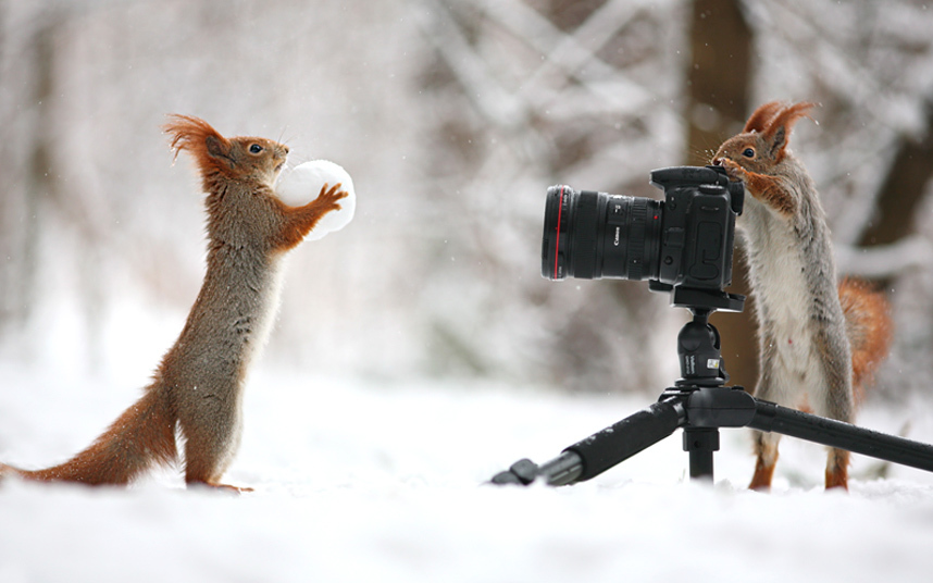 Vjeverice poziraju sa grudvom u rukama... (Rusija)