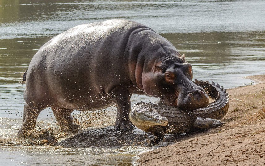 Grčevita borba krokodila da se oslobodi iz čeljusti ženke nilskog konja koja ga je zgrabila dok se izležavao na suncu na obali jezer u Kruger nacionalnom parku u Јužnoj Africi
