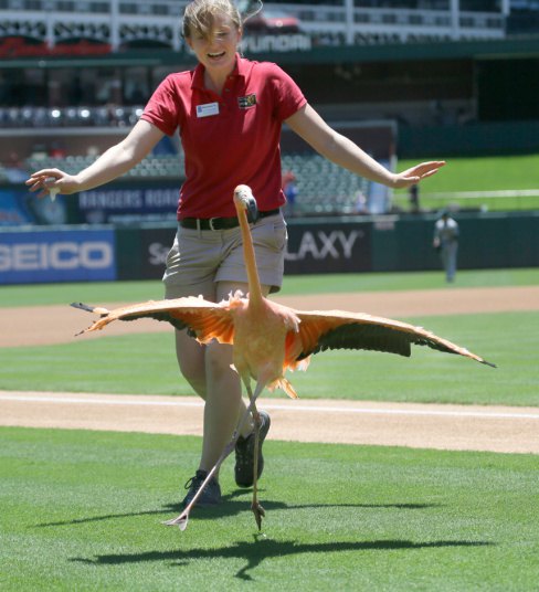 Flamingo izvodi svoj ples pred početak bejzbol utakmice između Okland Atletiks i Teksas Rendžers..
