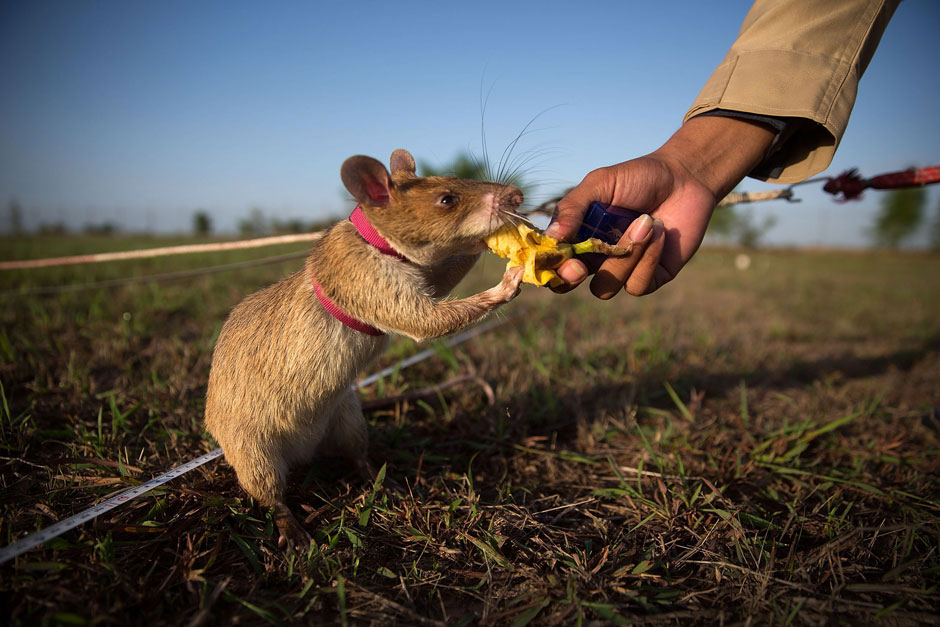 Vojska Kambodže koristi "istrenirane" pacove u pronalaženju mina. U slučaju da preživi slijedi nagrada, banana!