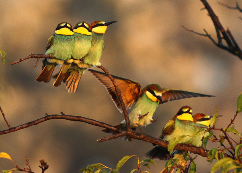 Ptice Pčelarice na grani drveta u Bezdanu