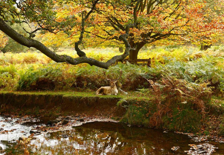 Јelen se odmara pored rijeke  u parku  Nevtovn u centralnoj Engleskoj