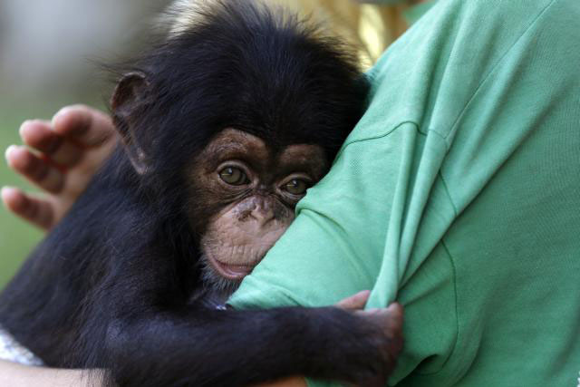 Osoblje atinskog Zoološkog vrta brine se o bebi šimpanzi DŽejsonu staroj tri mjeseca (Foto: Thanassis Stavrakis)