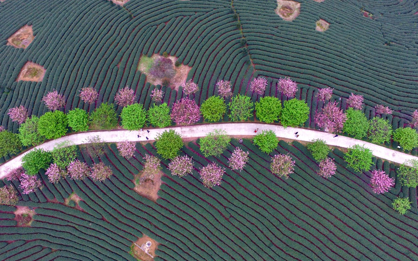 Šetalište kroz plantaže čaja u Јužnoj Kini