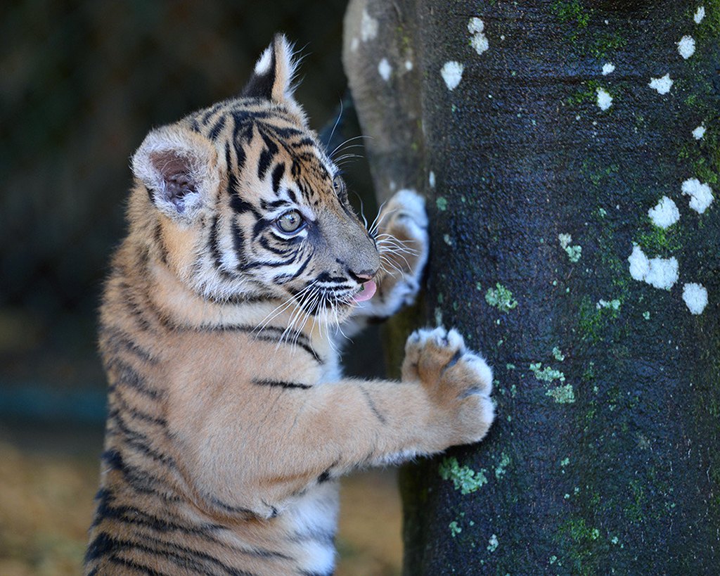 Mladunče Sumatranskog tigra u australijskom zoo vrtu (Foto: EPA / AAP / AUSTRALIA ZOO)