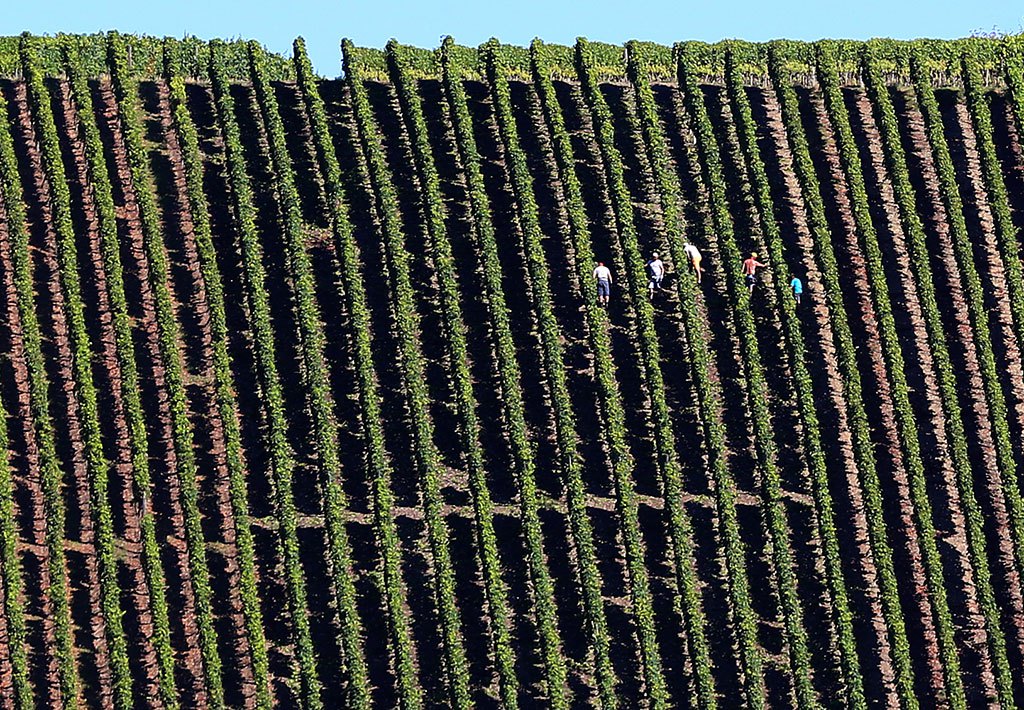 Radovi u vinogradu u Njemačkoj (foto: EPA/KARL JOSEF-HILDENBRAND)