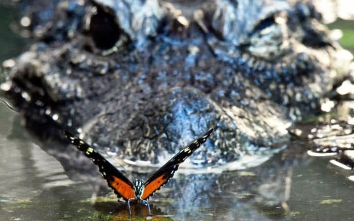 Krokodil i leptir