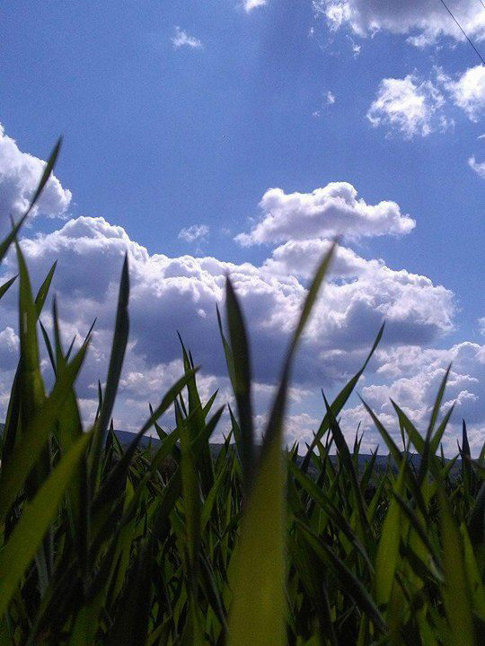 Srijeda, 10. maj 2017. / Nenead janković - "Odžinci kod Kozarske Dubice"