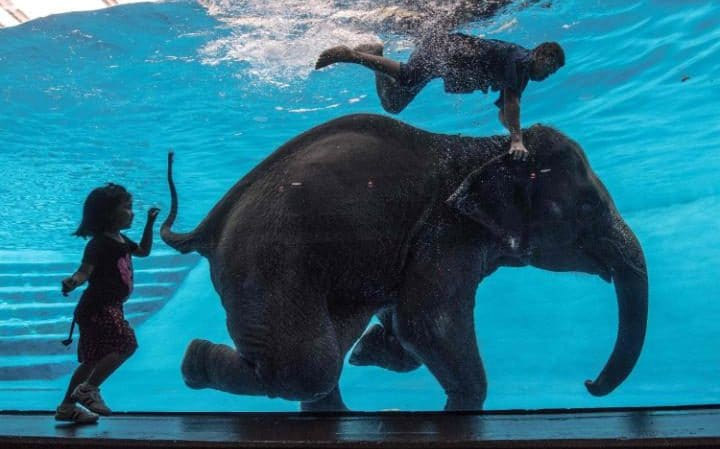 Mladunče slona pod vodom (foto: ROBERTO SCHMIDT/AFP/Getty Images)