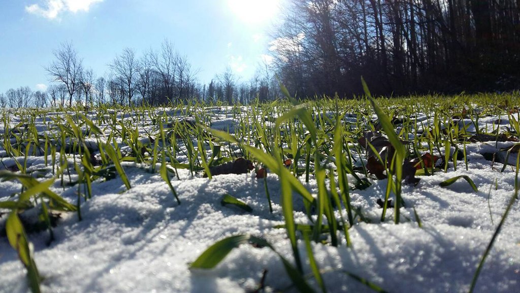 Snijeg prekrio usjev pšenice