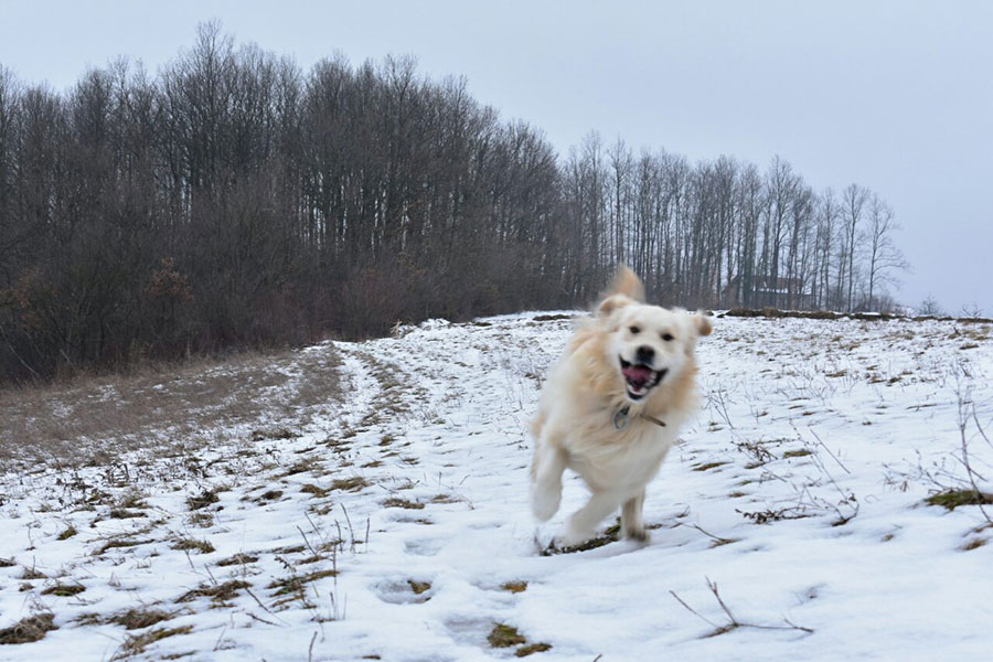 Gornji Osječani kod Doboja - pas na snijegu (foto:Tanja Todorović)