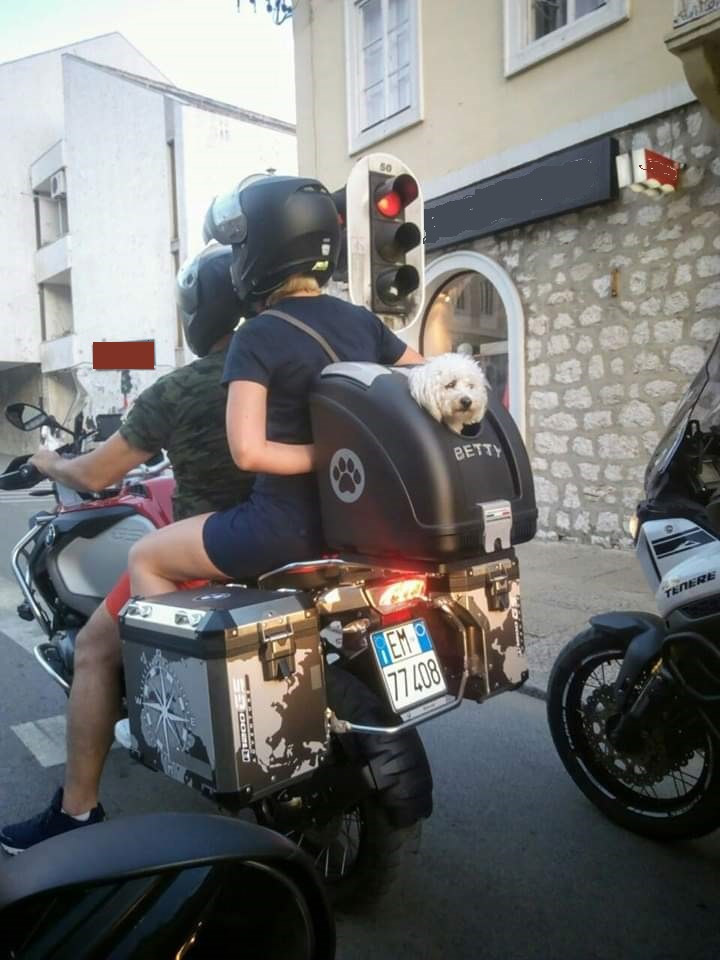 Četvrtak, 20. juni 2019. / Aleksa Šarenac - "Pas Betty iz Italije, na Moto skupu u Trebinju"