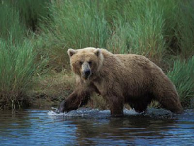 Medvjed - Foto: ilustracija