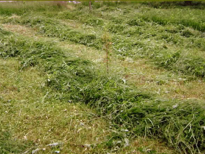 Pokošena trava - Foto: ilustracija