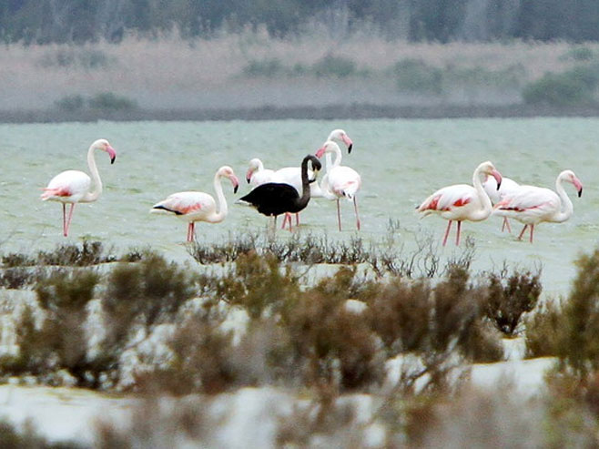Na Kipru otkriven jedinstveni crni flamingo - Foto: REUTERS