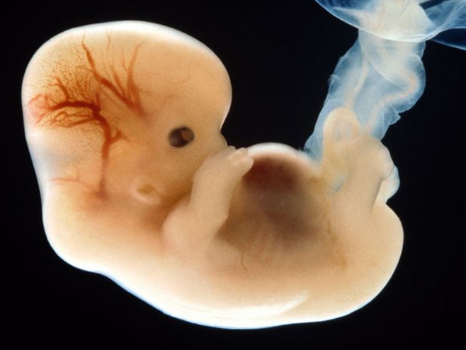 Embrion (ilustracija) - 