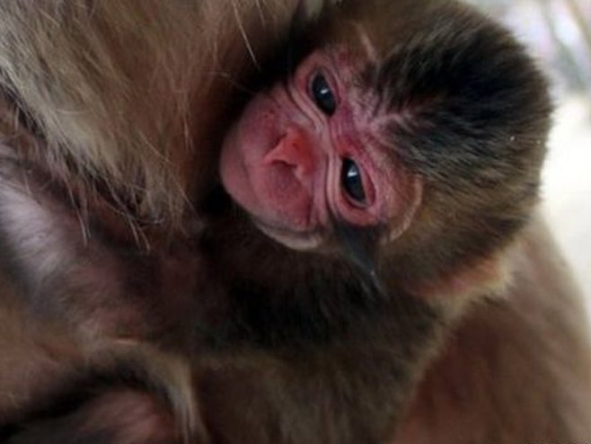 Majmun - Foto: Getty Images