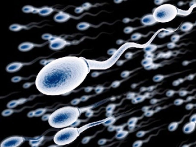 Spermatozoidi (ilustracija) - 