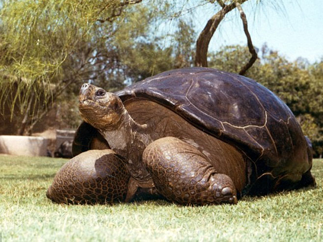 Uginuo Brzi, 150 godina star mužjak kornjače - Foto: AP