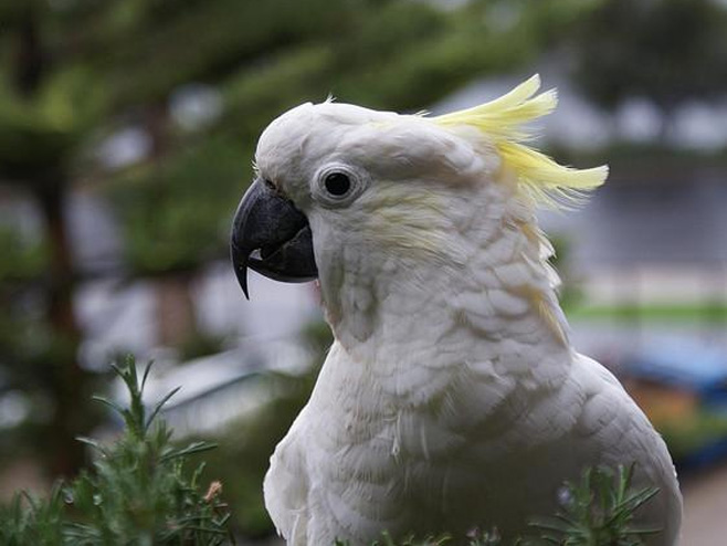 Papagaj (foto: flickr.com) - 