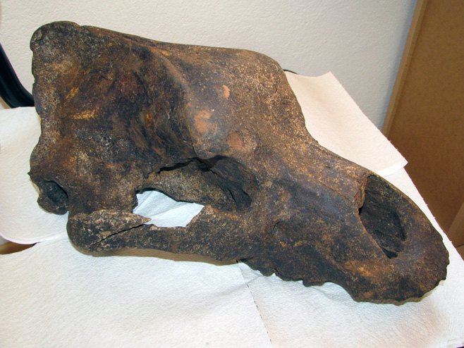 Orlovača - pronađena glava pećinskog medvjeda - Foto: SRNA