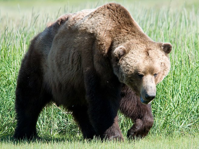 Medvjed - Foto: Wikipedia