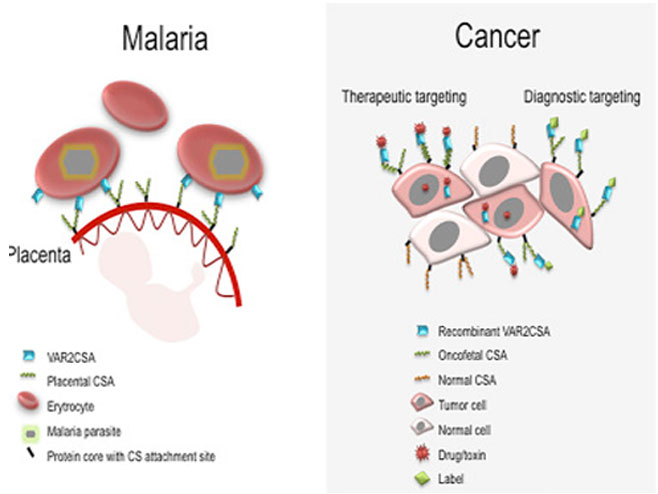 Protein malarije može biti djelotvorno oružje protiv raka (Foto: www.cell.com) - 
