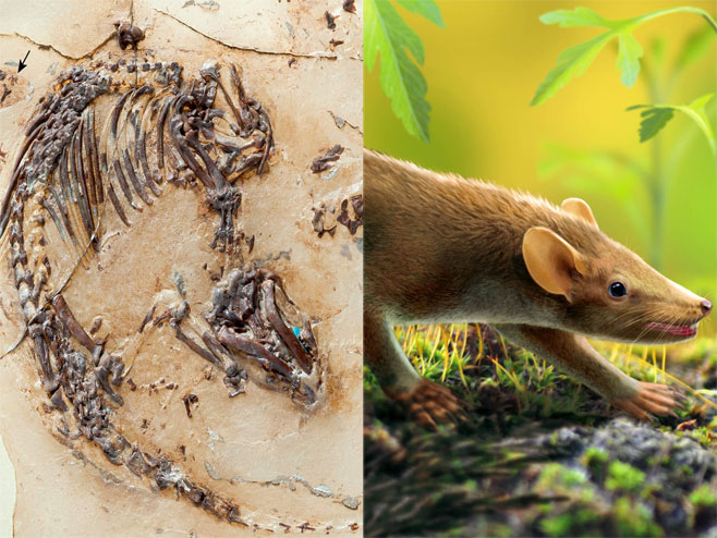 U Španiji otkriven fosil neobičnog sisara, ježa-pacova, iz mezozoika (Foto: Ilustracija: Georg Oleschinski / Thomas Martin, Oscar Sanisidro) - 