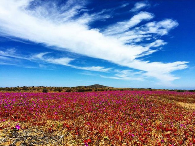 Pustinja Atakama na sjeveru Čilea (Foto: instagram/allanboher) - 