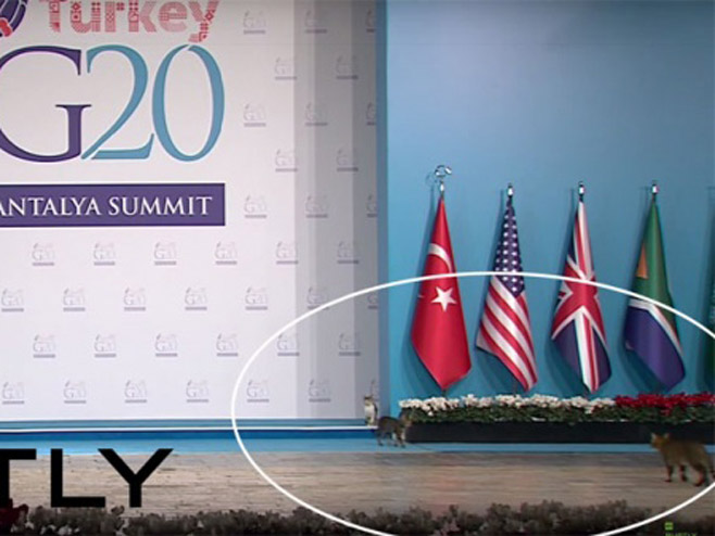 Nezvani gosti na samitu G20 u Turskoj - Foto: Screenshot