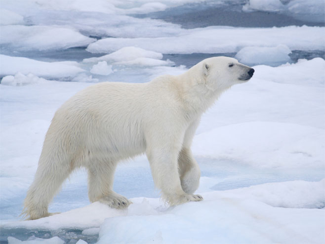 Polarni medvjed (Foto: mynorway.co.uk) - 