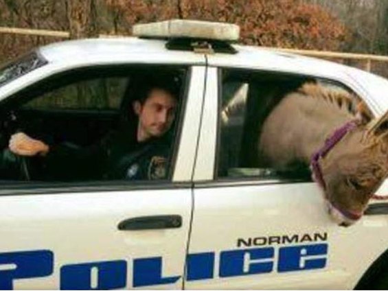 Policajac prevezao magarca u službenom vozilu - Foto: ilustracija