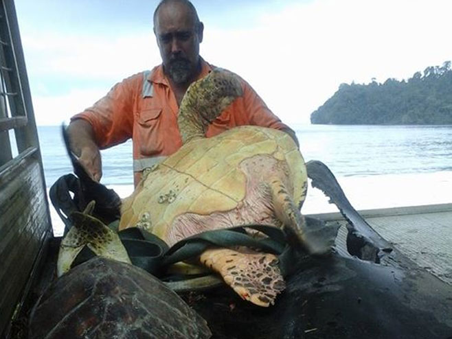 Aron Kaling kupio kornjače na pijaci i pustio ih u okean - Foto: Facebook
