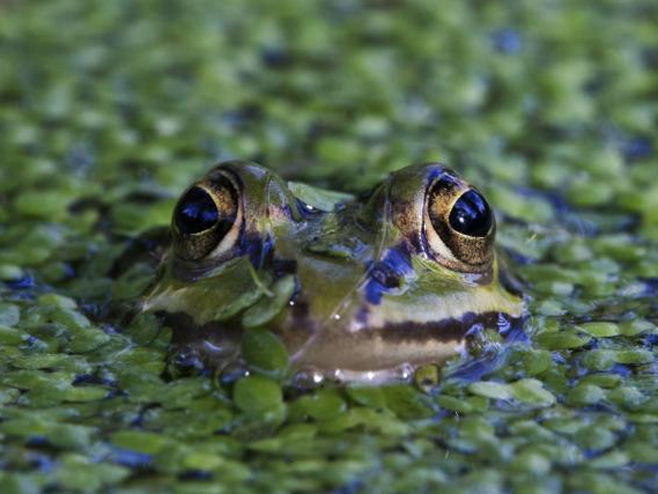 Najčudnija žaba na svijetu (foto: Thinkstock) - 