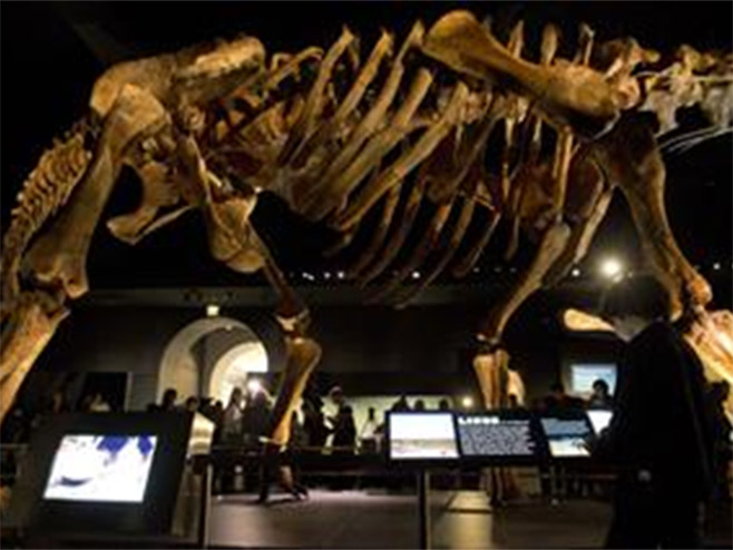 Skelet džinovskog Dinosaurusa - Foto: TANЈUG