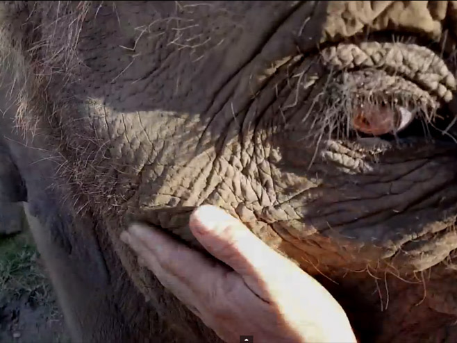 Slon i čovjek - Foto: Screenshot/YouTube