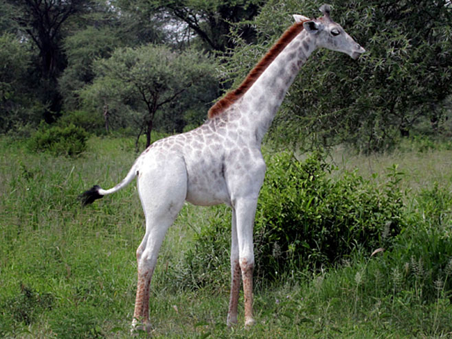 Rijetka bijela žirafa fotografisana u Tanzaniji (Foto: DEREK LEE/CATERS NEWS) - 