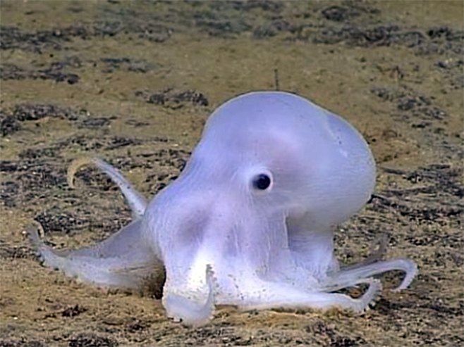 Nova vrsta hobotnice - Foto: Screenshot
