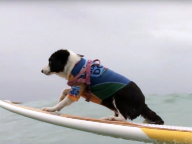 Psi surferi - Foto: Screenshot/YouTube