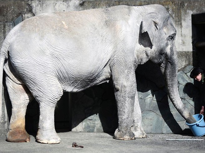 Najstarija slonica dobija bolje uslove - Foto: AP
