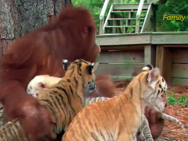 Orangutan "glumi" mamu malim tigrovima - Foto: Screenshot/YouTube