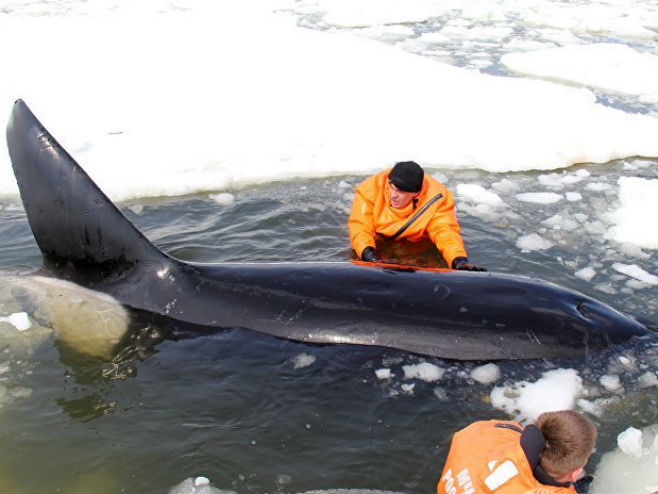 Spasioci pokušavaju izbaviti kitove iz leda - Foto: RIA Novosti