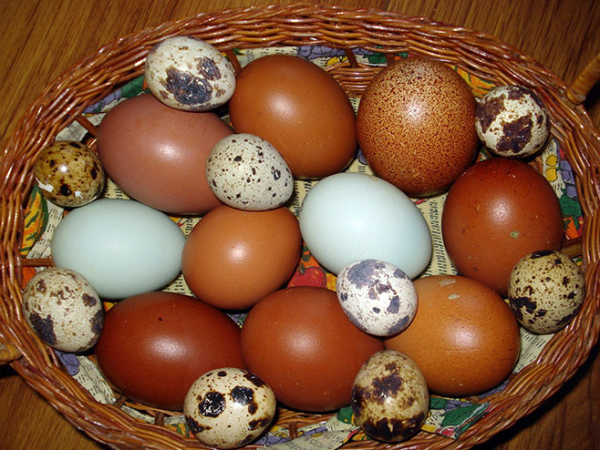 Koke nose obojena jaja - Foto: SRNA