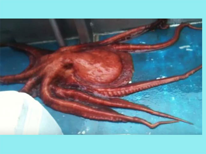 Hobotnica - Foto: Screenshot/YouTube